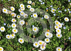 Daisies in the middle of the green lawn photo