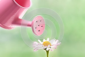 Daisies with a miniature watering can on a green background