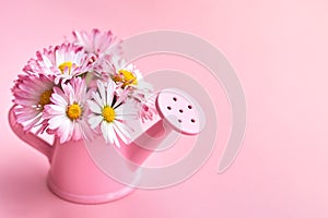 Daisies in a miniature watering can on a pink background
