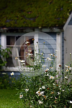 Daisies and moss roof barn