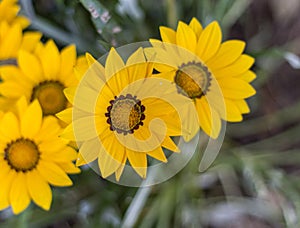 Daisies, the most beautiful in my garden