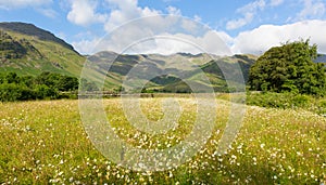 Daisies mountains blue sky and clouds scenic Langdale Valley Lake District uk