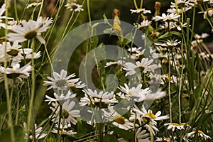 Daisies are native to Europe and North Africa photo