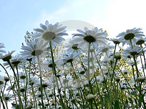 Daisies from a new perspective