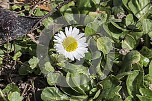 Daisies are ornamental plants-Novaci-Romania 246