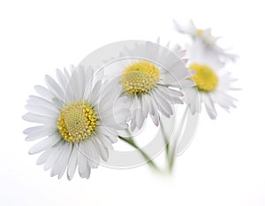 Daisies over white photo