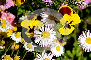 Daisies and pansies