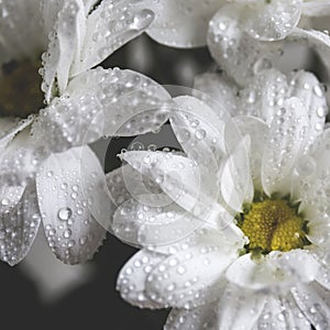 Daisies photography with drops