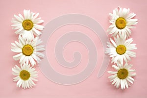 Daisies on a pink pastel background. Copyspace.