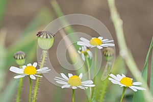 Daisies and Poppy Seedheads on a countryside footpath