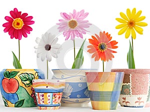 Daisies in pots