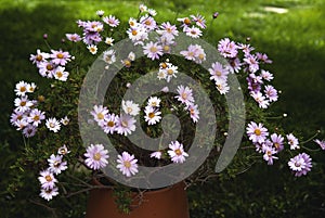 Daisies pots in the garden