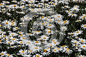 Daisies in a public garden, a herbaceous plant photo