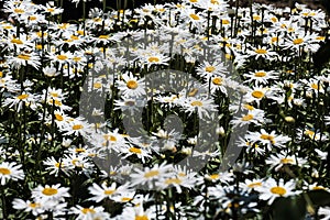Daisies in a public garden, Bellis perennis, commonly called chiribita, common daisy, pascueta or vellorita is a herbaceous plant photo