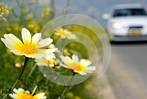 Daisies on the road