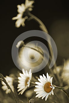 Daisies in sepia