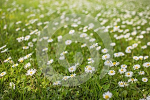 Daisies shivering on a light spring breeze on a sunny day.