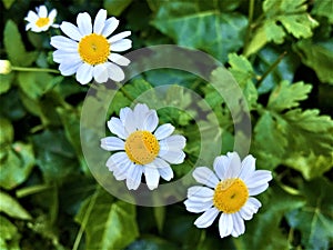 Daisies, simplicity and pureness