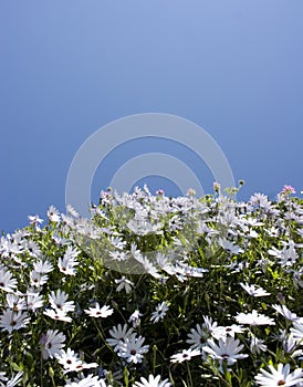 Daisies and sky