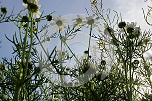 Daisies and sky