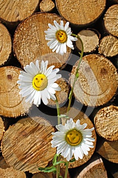 Daisies with smiley faces