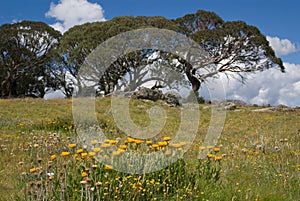 Daisies and snow gums