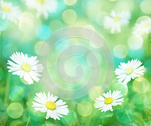 Daisies spring background