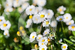 Daisies in spring in a green field