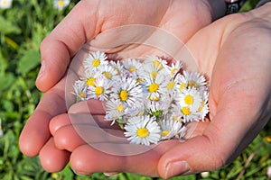 Daisies in spring hold by female hands