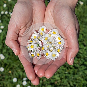 Daisies in spring hold by female hands