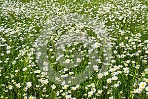 daisies on spring meadow
