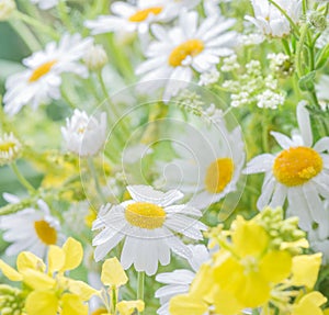 Daisies on the summer meadow