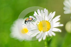 Daisies in summer, soft focus