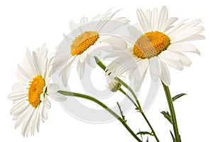 Daisies in Summer on White Background