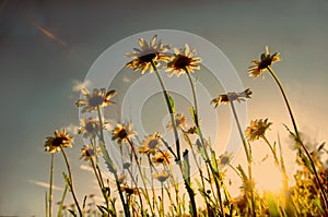 Daisies and sun