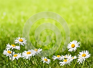 Daisies on a Sunny Lawn with Copy Space