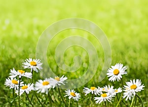 Sedmokrásky na slnečný trávnik kopírovať priestor 