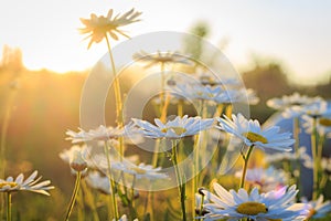 Daisies during sunset