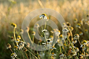 Daisies in sunset