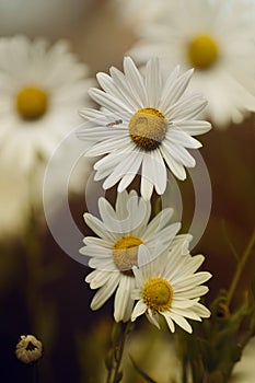 Daisies on sunset.