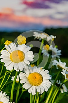 Daisies at Sunset