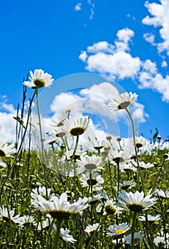 Daisies in sunshine in spring in Val Trebbia, Italy