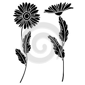 4077 daisies, Vector illustration, image of daisies flowers, drawing in black, template, stencil, isolate on a white background