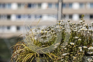 Daisies in a vertical garden of pots in the center of a big city