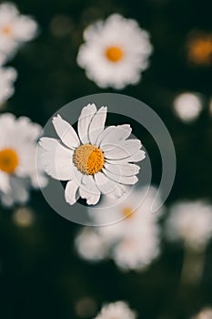 Daisies vintage background. Closeup of daisy flower in vintage style. Somber daisy flowers. Vintage flower texture and background