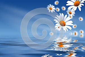 Daisies and water