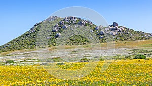 Daisies in the West Coast National Park