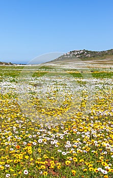 Daisies in the West Coast National Park