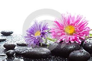 Daisies and wet black stones