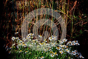 Daisies in a Wheat Field